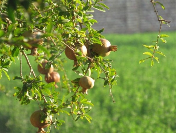 مزارع زیبای دولت آباد در واپسین روزهای گرم تابستان / تصاویر