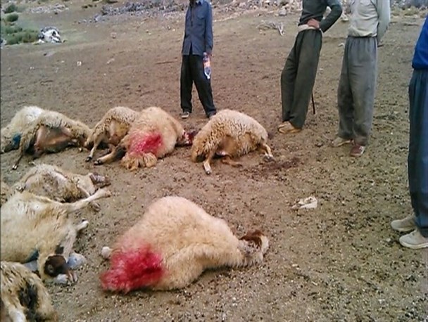 28 راس گوسفند بر اثر برخورد صاعقه در روانسر تلف شدند+ تصویر