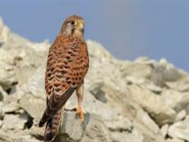 سه بهله دلیجه به باغ پرندگان اصفهان تحویل داده شد