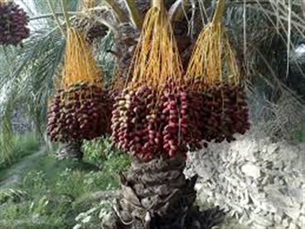 کمیته نرخ گذاری خرمای پیارم شهرستان حاجی آباد تشکیل شد/ نرخ  خرمای پیارم در حاجی آباد اعلام شد