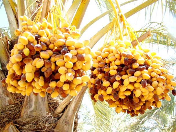 عکس/ رطب‌هایی شیرین تر از عسل در بخشِ خشتِ کازرون