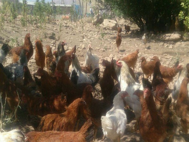 استفاده از ظرفیتهای روستایی یکی از راهکارهای موفق در اجرای طرحهای اقتصادمقاومتی است