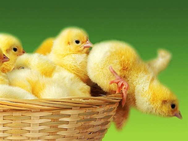 جوجه‌ریزی بیش از 2 میلیون قطعه جوجه گوشتی در نکا