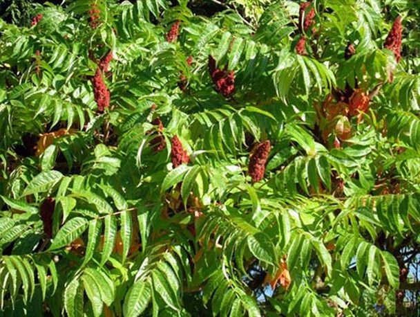کیفیت سماق گناباد در جهان بی‌نظیر است/ سالیانه بین 160 تا 180 تن سماق در گناباد برداشت می‌شود