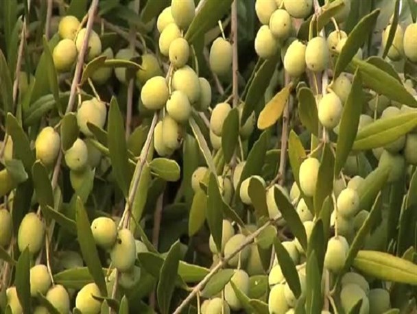 برداشت زیتون از سطح ۹ هزار هکتار از باغات استان قزوین آغاز شد