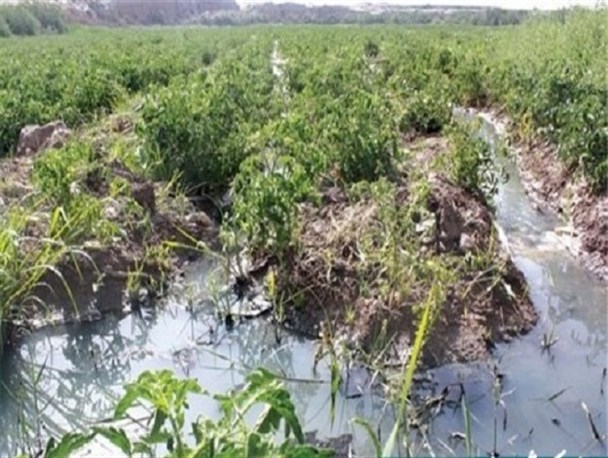 جهاد کشاورزی به روستاهای حاشیه شیراز اخطار داد/ کشت و زراعت با فاضلاب ممنوع است