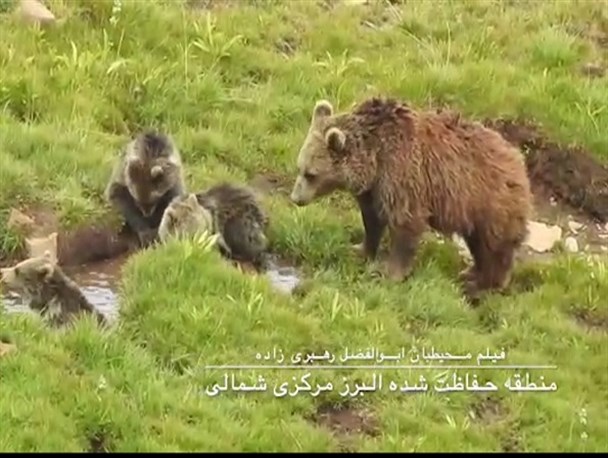 تصاویری زیبا از خرس مادر به همراه ۳ توله‌اش در ارتفاعات مازندران