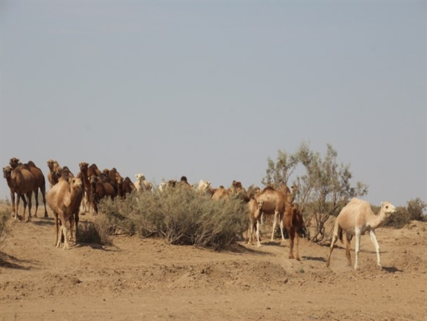 روستای امیرآباد سرچشمه قاین از دریچه دوربین