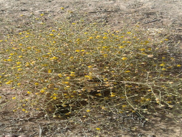 شناسایی گیاه نایاب افسنطین در روستای کریم آباد رشتخوار