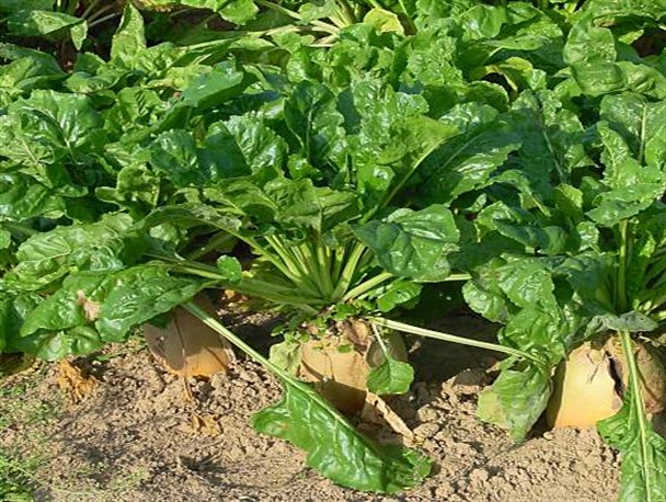 پیش بینی کاشت حداقل 600 هکتاری چغندر قند پاییزه در مانه و سملقان