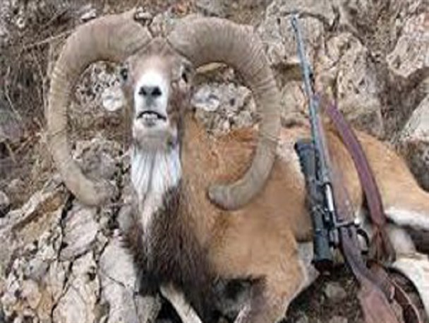شکارچی غیر مجاز در حاجی آباددستگیر شد