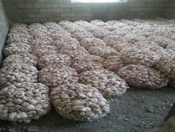 پیش بینی افزایش ۲۰ درصدی برداشت «طلای سرخ» از مزارع بشاگرد