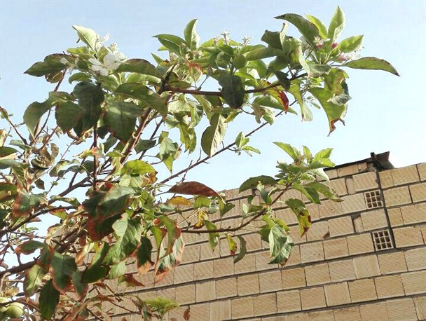 درخت سیبی که در فصل خزان شکوفه زد+ عکس