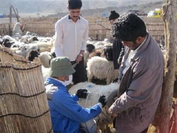 کاهش خسارت احتمالی بخش دام با آموزش پیشگیری از بیماری ها و بیمه دام
