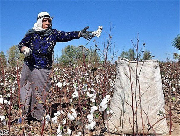 50درصد از وجوه وش خریداری شده پنبه کاران گلستان پرداخت شد