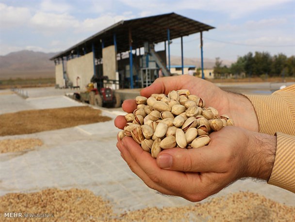 صادرات ۱۹ هزار تن پسته خراسان رضوی به خارج از کشور