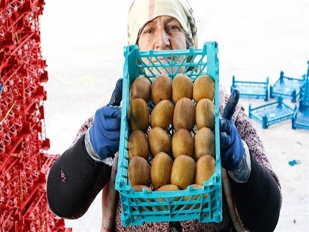 آغاز همزمان برداشت و صادرات کیوی در مازندران/ تبدیل محصولی محلی به برند جهانی