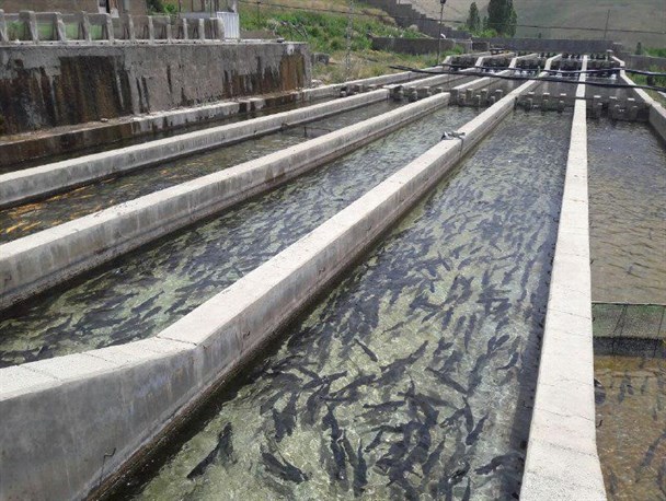 قاچاق خوراک ماهی به خارج از کشور/ عدم استقبال پرورش دهندگان از تسهیلات طرح مکانیزاسیون مزارع پرورش ماهی