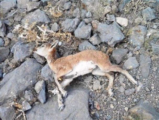 شهروندان البرز نگران نباشند؛ طاعون قابل انتقال از دام به انسان نیست