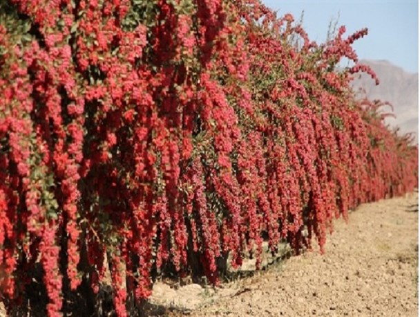 دغدغه کشاورزان دُرمیان؛ از رکود واحدهای فرآوری تا نبود سردخانه زرشک/ دولت تعاونی‌های روستایی را حمایت کند
