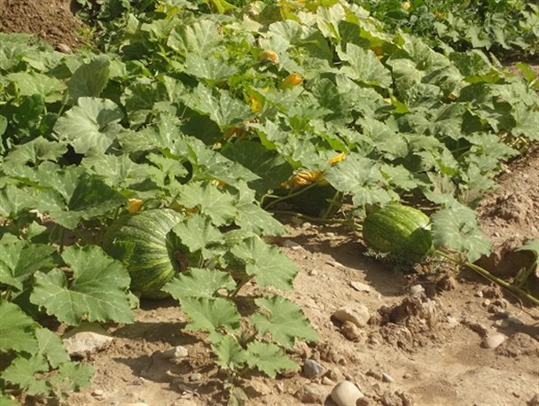 تصاویری از مزرعه صیفی جات در روستای شاه بهرام باشت