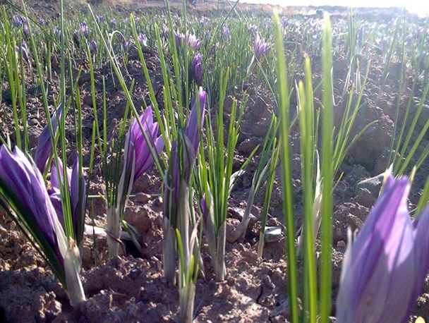 برداشت زعفران از روستاهای چهار محال و بختیاری آغاز شد