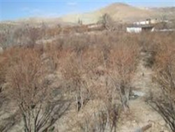 یخبندان 30 درصد مزارع پنبه خراسان جنوبی را نابود کرد/ خسارت 600 میلیونی به زعفران کاران