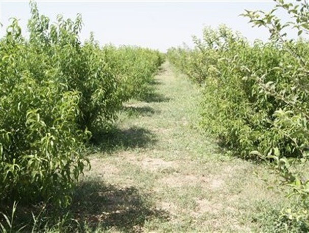 طرح احداث باغ در وسعت بالای هزار متر