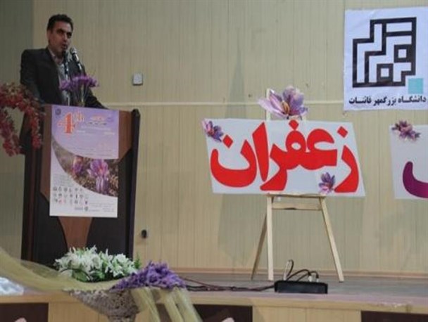 زعفران ایرانی ناشناخته در ایران/کشت و برداشت سنتی بلای جان صادرات طلای سرخ