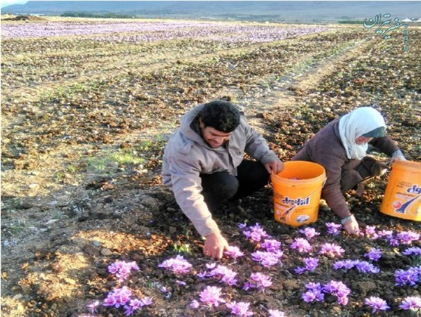 برداشت زعفران از مزارع شهرستان تیران و کرون/ تصاویر