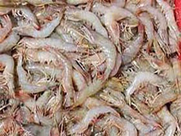صادارات میگوی پرورشی مزارع گواتر از بندرچابهار به امارات