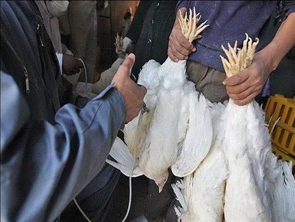 آغاز واکسیناسیون رایگان طیور در 135 روستای بیجار