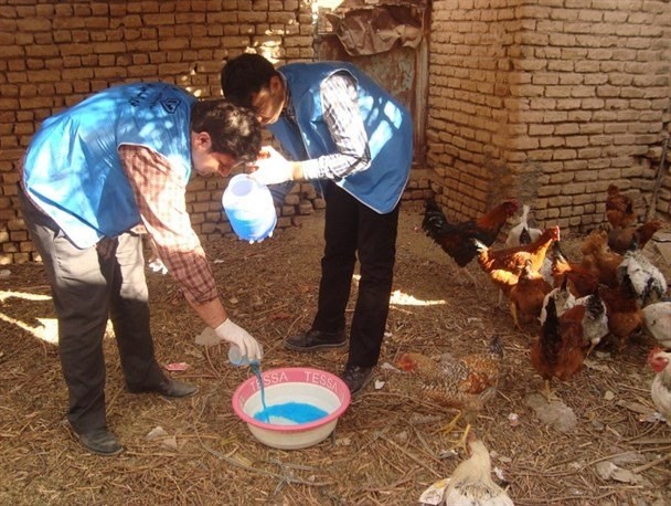 واکسیناسیون بیش از ۱۵ هزار قطعه طیور بومی در دیر