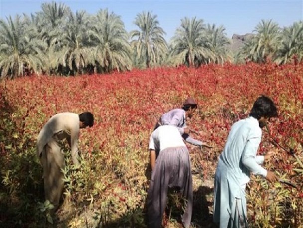 یاقوت سرخ رودبار جنوب روی ریل دلالان