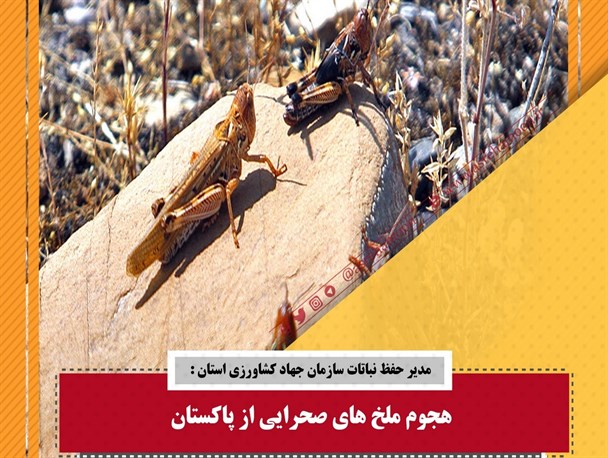 سیستان و بلوچستان در خطر حمله ملخ های صحرایی از پاکستان