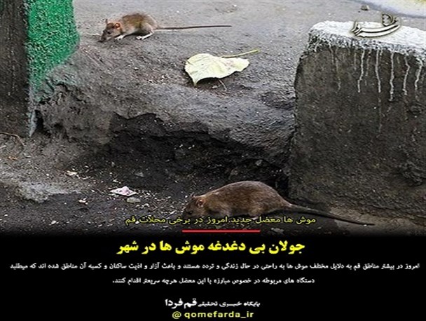 از جمع آوری روزانه 750تن زباله تا جولان بی دغدغه موش ها درشهر