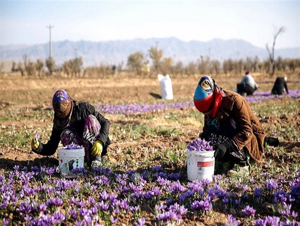 نبود زنجیره تولید و تسهیلاتی که حکم "نوشدارو پس از مرگ سهراب" دارد