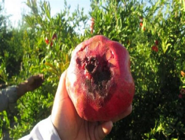 ۱۵ درصد از باغات اصفهان از افت انار خسارت دیدند/ روش های نوینی که انار باغات شهرضا را از آفت نجات داد