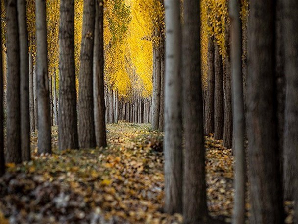 طبیعت دل انگیز پاییز قزوین