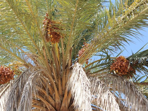 اتفاق نادر به بار نشستن یک درخت خرما در آذر ماه + تصویر