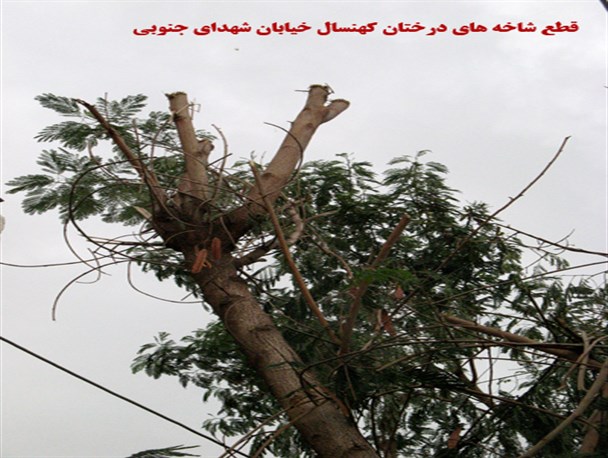 هرس‌غیراصولی‌درختان+عکس