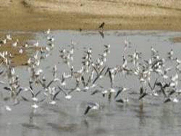 شکار پرندگان مهاجر آبزی ممنوع شد