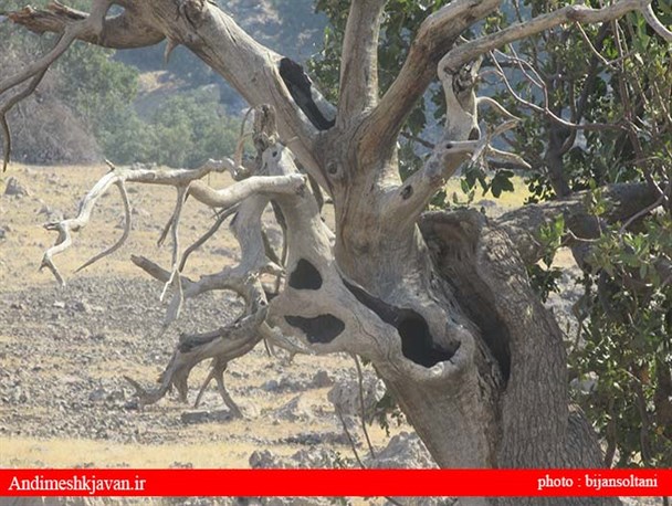 درخت عجیب در اندیمشک