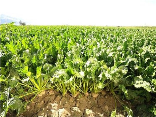 برداشت چغندر قند از سطح ۱۱۰۰ هکتار از مزارع رشتخوار