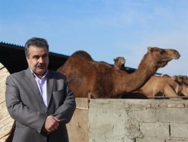 دارا بودن رتبه دوم کشوری خراسان جنوبی در پرورش شتر با 31 هزار نفر شتر جمعیت