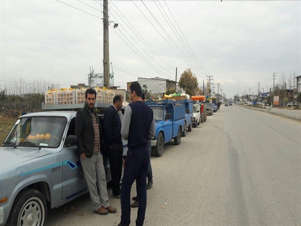 نگرانی باغداران درباره محصولات درجه یک/ صف طولانی در مراکز خرید مرکبات مازندران/ دولت لطفاً کمک کند!