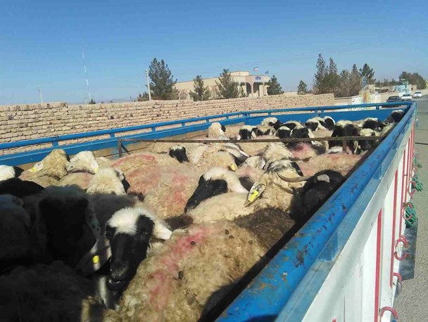 توقیف ۶۷ رأس دام قاچاق در تویسرکان