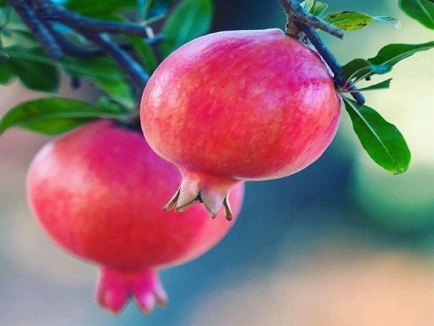 میوه‌های پاییزی در قاب تصویر