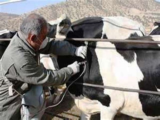 انجام 800 هزار واکسیناسیون دامی در سال 95