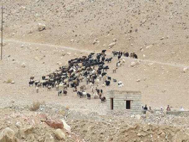 عشایر دارند از درون نابود می شوند/ نمی خواهند عشایر ایل سنگسری پابرجا بمانند